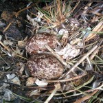 Sheathbill nest and eggs