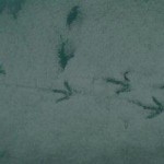 Sheathbill footprints in the snow