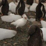 Sheathbill amongst penguins