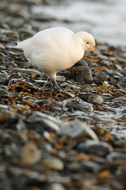 Sheathbill on the shore 4