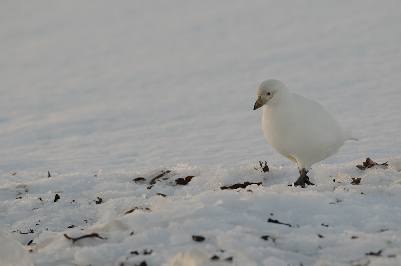 Sheathbill in the snow