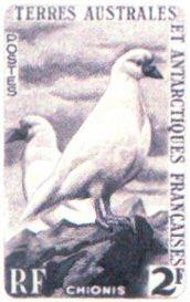 Sheathbill postage stamp