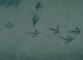 Sheathbill footprints in the snow