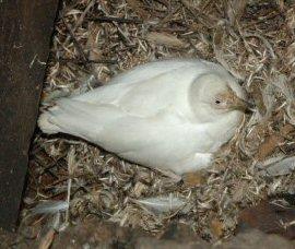 Sheathbill incubating
