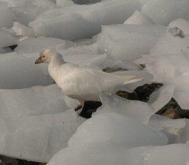 Sheathbill amongst ice
